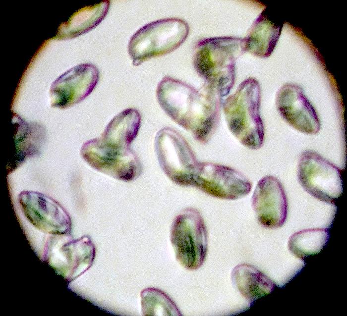 Polyporus tuberaster da confermare (P. tuberaster)